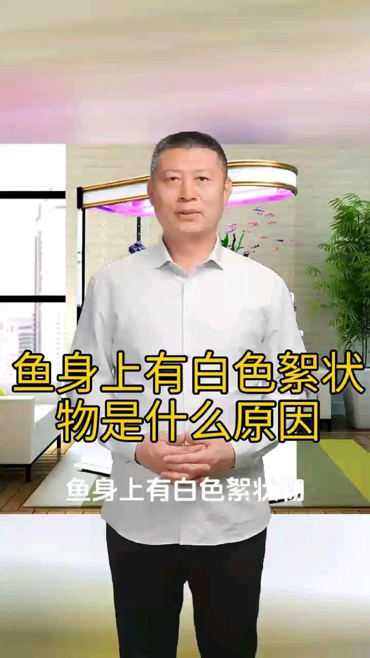 魚身上長白色絮狀物是怎么回事