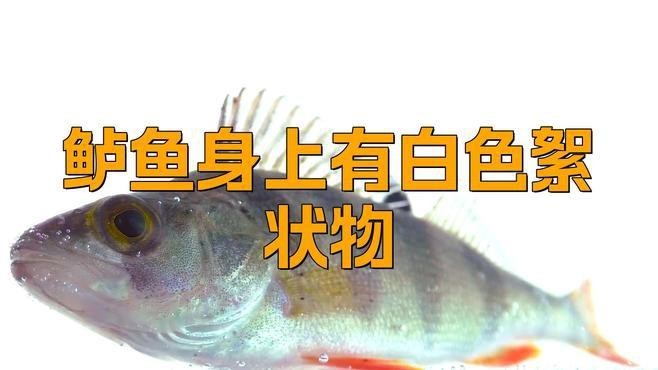 魚身上長白色絮狀物是怎么回事