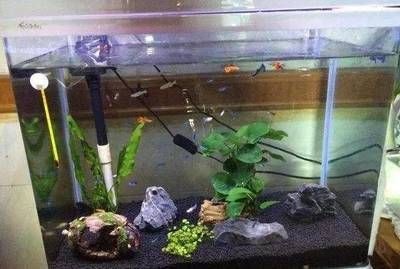 魚缸的水為什么新換的就混了（魚缸新換水后水質變混怎么辦）