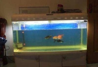 魚缸的水為什么新換的就混了（魚缸新換水后水質變混怎么辦）