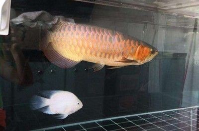 龍魚 低溫：龍魚低溫恢復技巧，如何預防龍魚低溫病，龍魚冬季養護要點