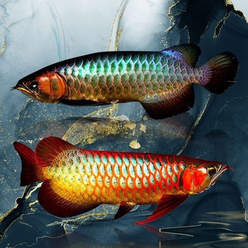 藍色龍魚圖片大全大圖