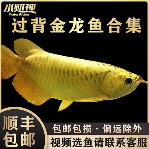 藍色龍魚圖片大全大圖