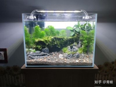 漢江魚缸和新漢江魚缸的質(zhì)量差異，漢江魚缸質(zhì)量差異：如何判斷漢江魚缸的質(zhì)量