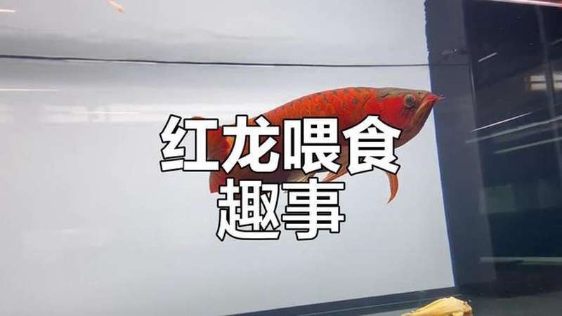 紅龍魚最簡單三個喂法
