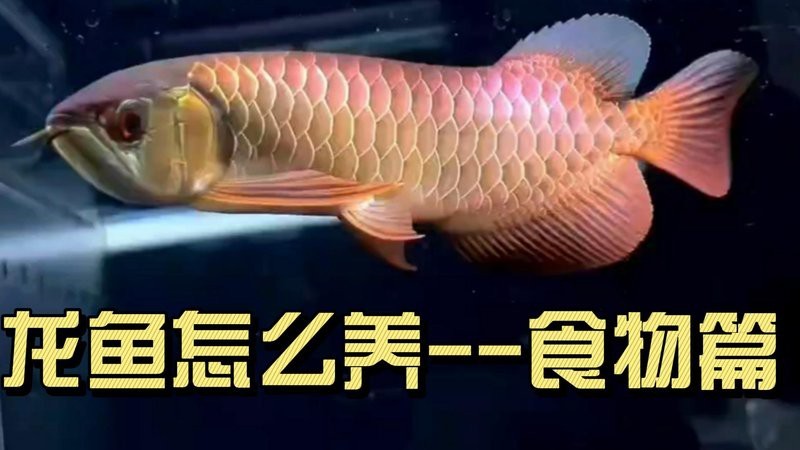 紅龍魚最簡單三個喂法