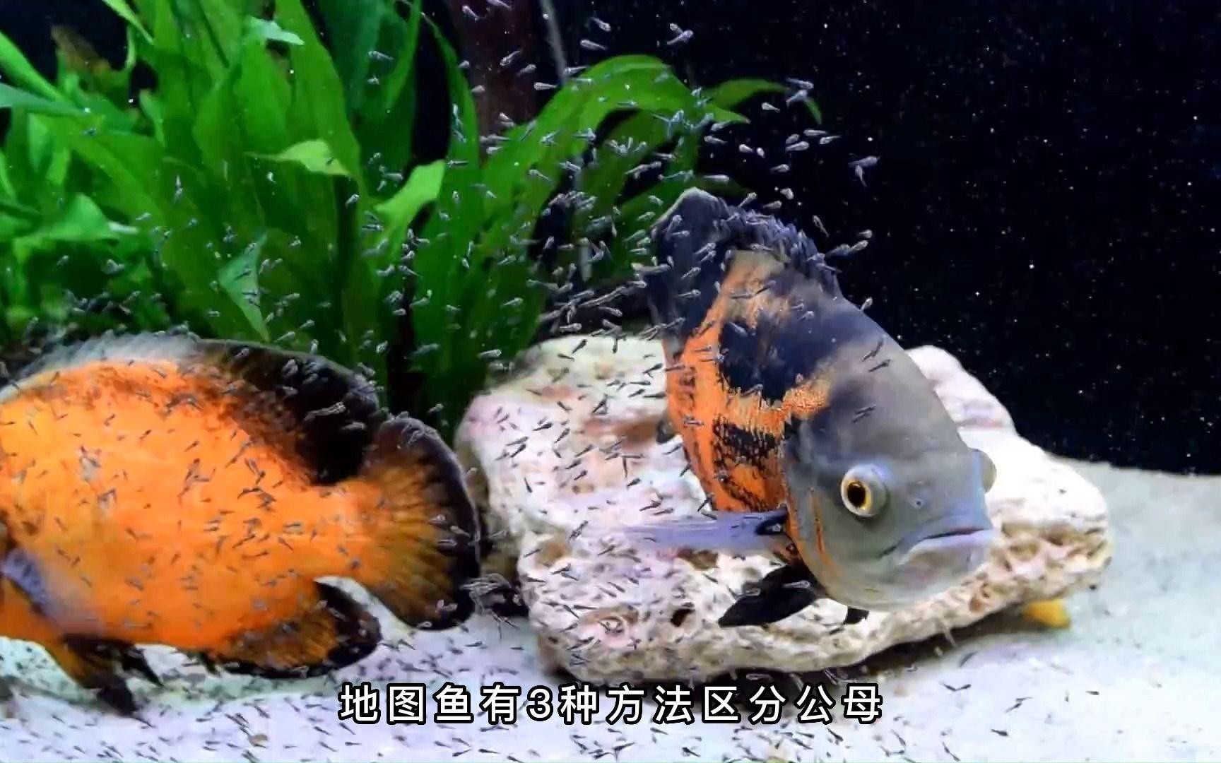 地圖魚公母對照視頻