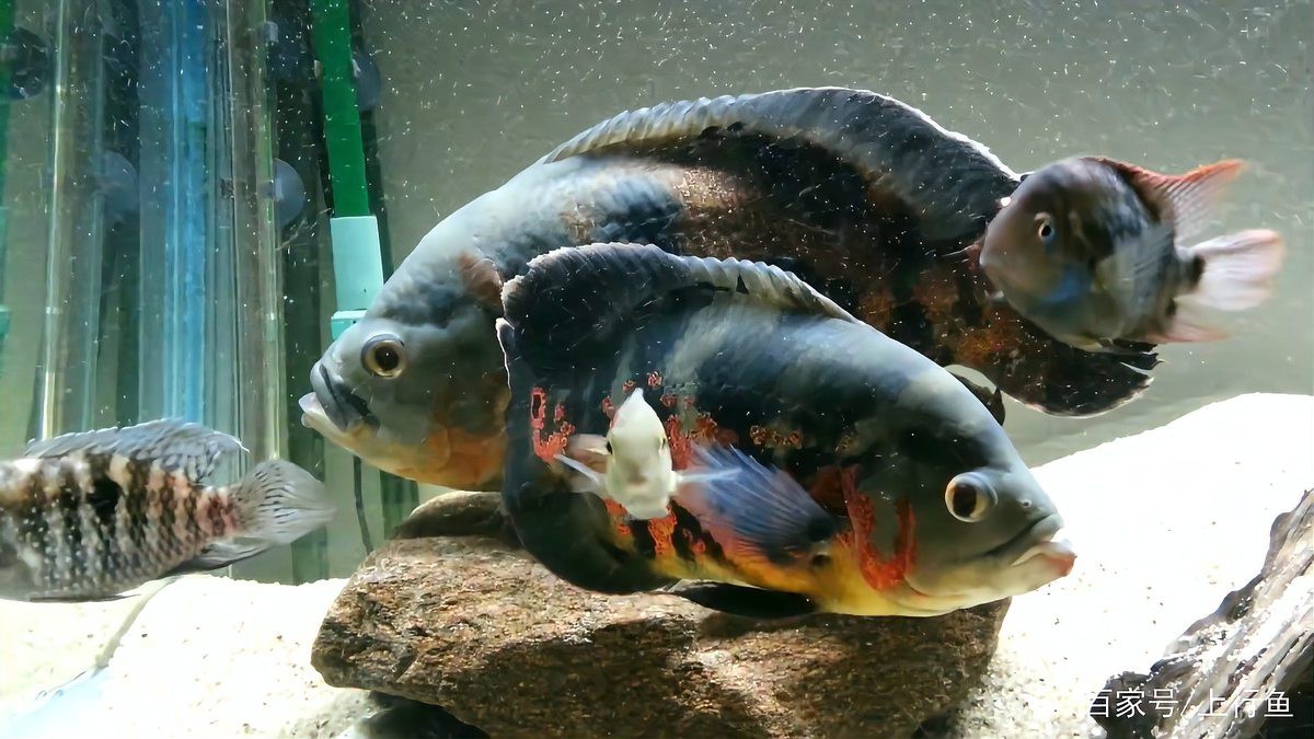 地圖魚公母對照視頻