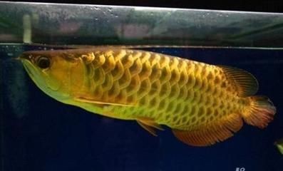 龍魚發色時間表圖：龍魚發色的四個階段