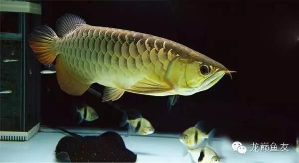 水質管理對龍魚健康的作用：水質管理對龍魚健康有著重要的作用，飼養者需定期檢測水質參數