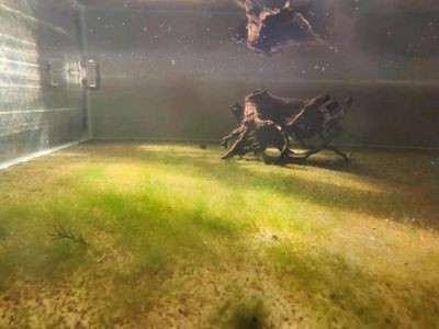鸚鵡魚能和什么魚混養，鸚鵡魚和什么魚能一起養