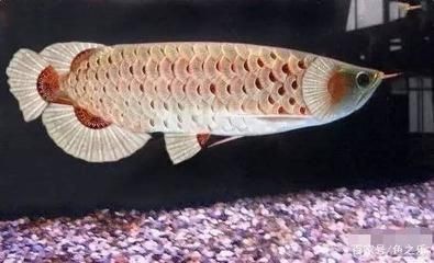 紅龍魚吃多了怎么辦（紅龍魚吃多了會導致消化不良嗎）