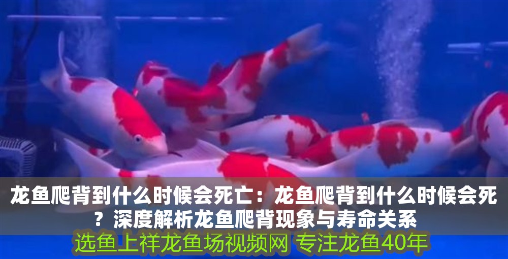 龍魚爬背到什么時候會死亡：龍魚爬背到什么時候會死？深度解析龍魚爬背現象與壽命關系
