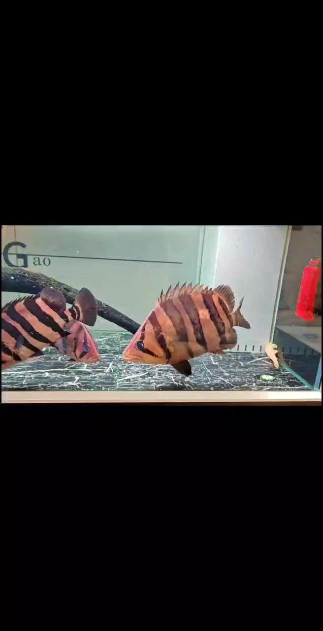 養(yǎng)魚的男人