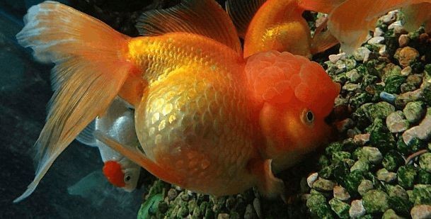 購買金龍魚苗違法嗎知乎(購買金龍魚苗是否違法) 龍魚百科 第3張 購買金龍魚苗違法嗎知乎(購買金龍魚苗是否違法) 購買金龍魚苗違法嗎知乎(購買金龍魚苗是否違法) 龍魚百科 第3張