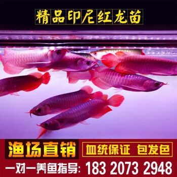 購買金龍魚苗違法嗎知乎(購買金龍魚苗是否違法) 龍魚百科 第5張 購買金龍魚苗違法嗎知乎(購買金龍魚苗是否違法) 購買金龍魚苗違法嗎知乎(購買金龍魚苗是否違法) 龍魚百科 第5張