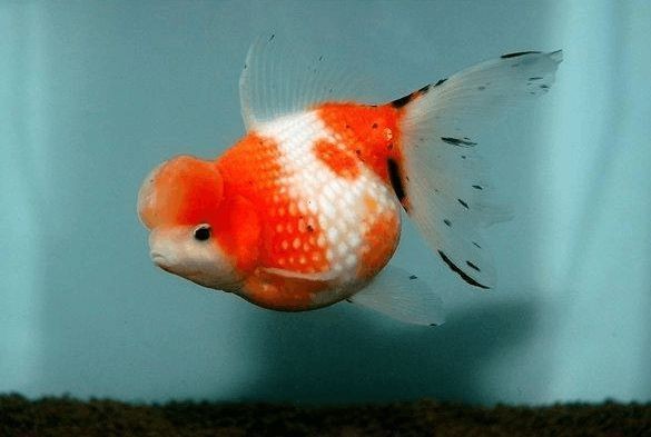 購買金龍魚苗違法嗎知乎(購買金龍魚苗是否違法) 龍魚百科 第2張 購買金龍魚苗違法嗎知乎(購買金龍魚苗是否違法) 購買金龍魚苗違法嗎知乎(購買金龍魚苗是否違法) 龍魚百科 第2張