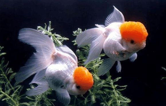 購買金龍魚苗違法嗎知乎(購買金龍魚苗是否違法) 龍魚百科 第1張 購買金龍魚苗違法嗎知乎(購買金龍魚苗是否違法) 購買金龍魚苗違法嗎知乎(購買金龍魚苗是否違法) 龍魚百科 第1張