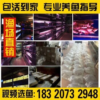 購買金龍魚苗違法嗎知乎(購買金龍魚苗是否違法) 龍魚百科 第4張 購買金龍魚苗違法嗎知乎(購買金龍魚苗是否違法) 購買金龍魚苗違法嗎知乎(購買金龍魚苗是否違法) 龍魚百科 第4張