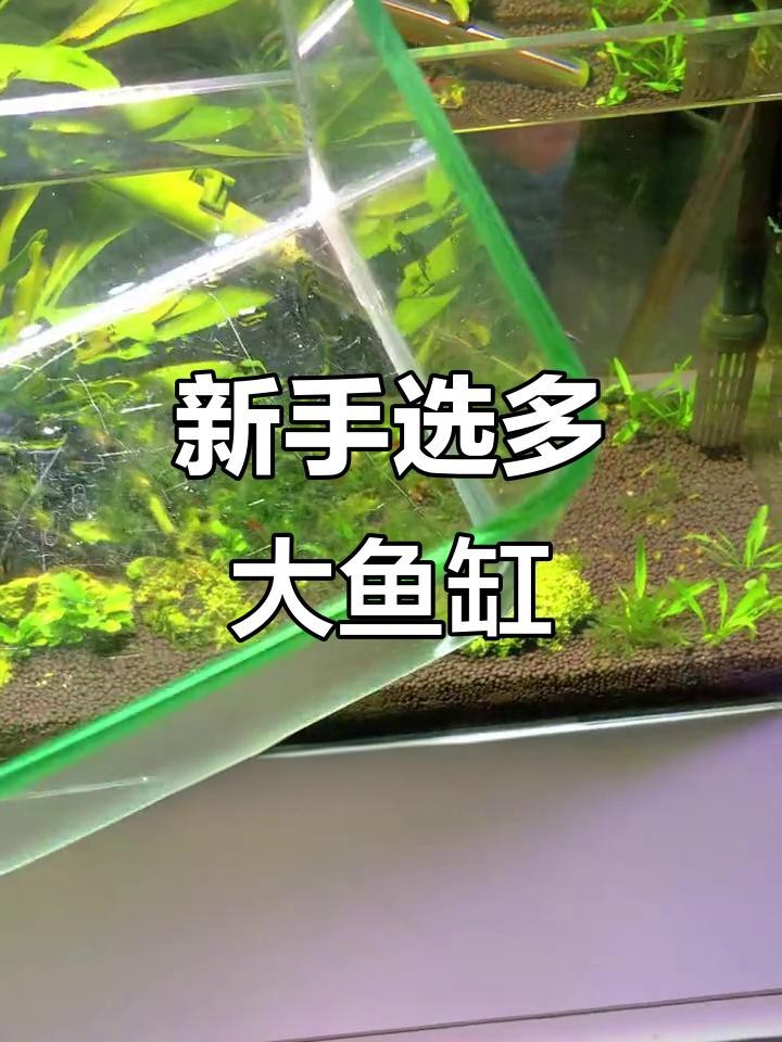 魚缸的最佳尺寸