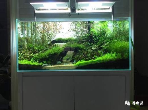 魚缸虹吸過濾（關于魚缸虹吸過濾的詳細介紹）