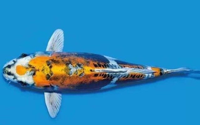 魚缸虹吸過濾（關于魚缸虹吸過濾的詳細介紹）
