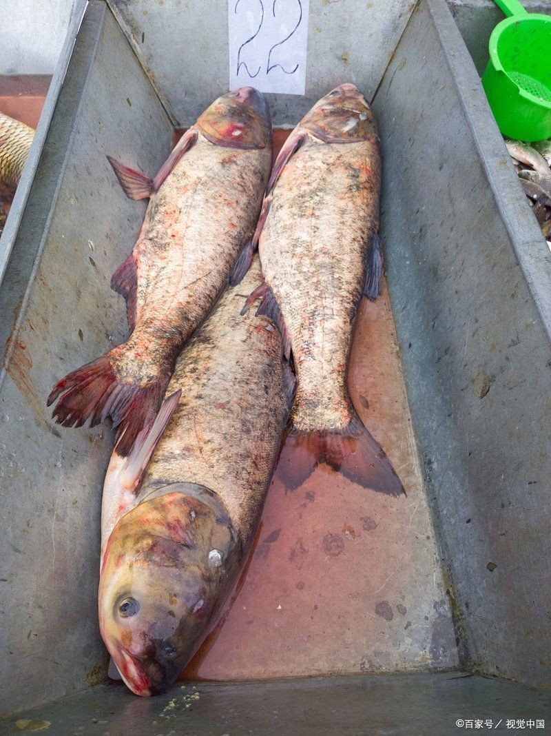 紅色胖頭魚是什么魚