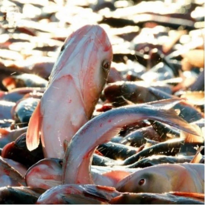 紅色胖頭魚是什么魚
