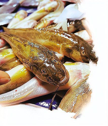 紅色胖頭魚是什么魚
