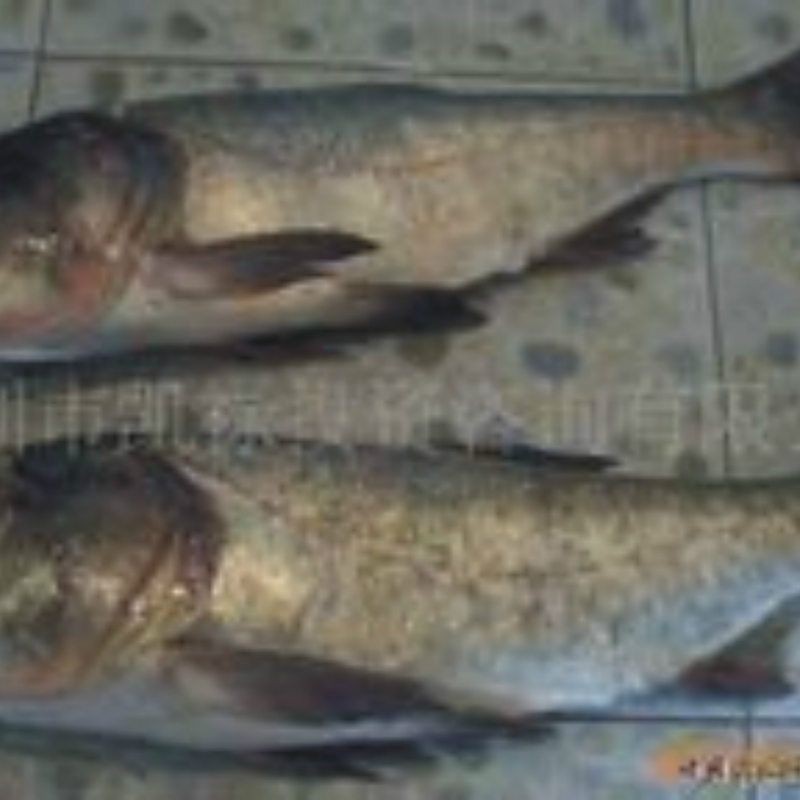 紅色胖頭魚是什么魚