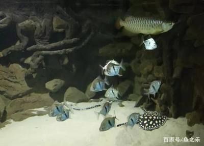 龍魚突然一直裝缸什么原因：龍魚一直裝缸什么原因