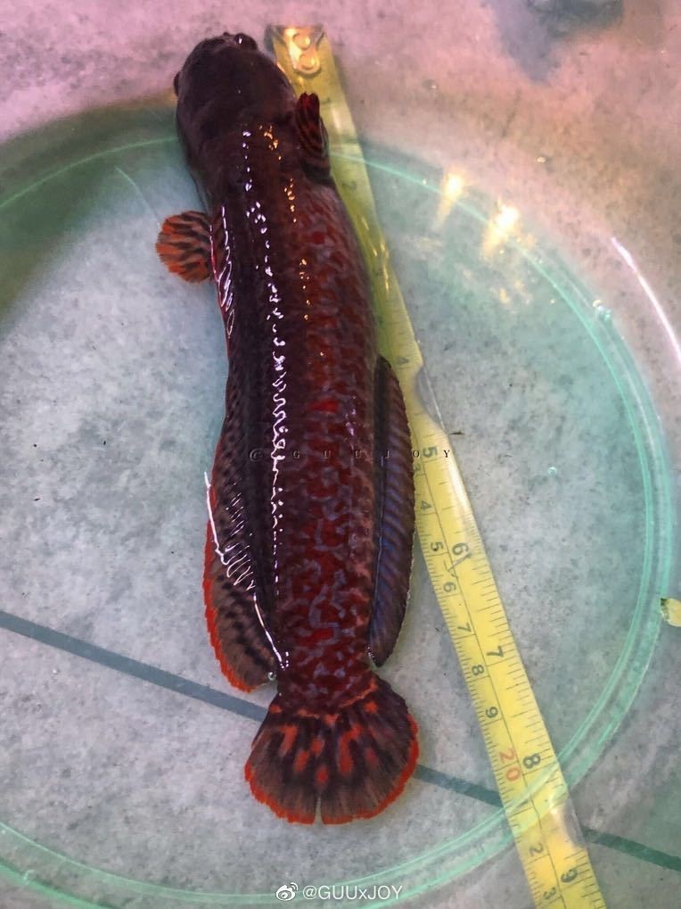 雷龍魚血一和七彩神仙魚混養