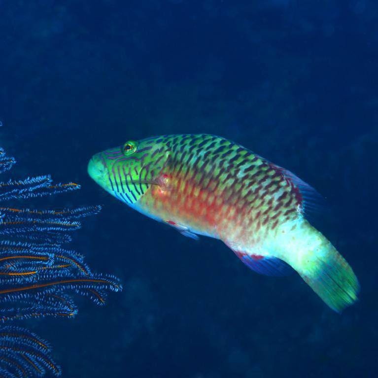 雙線魚多少錢