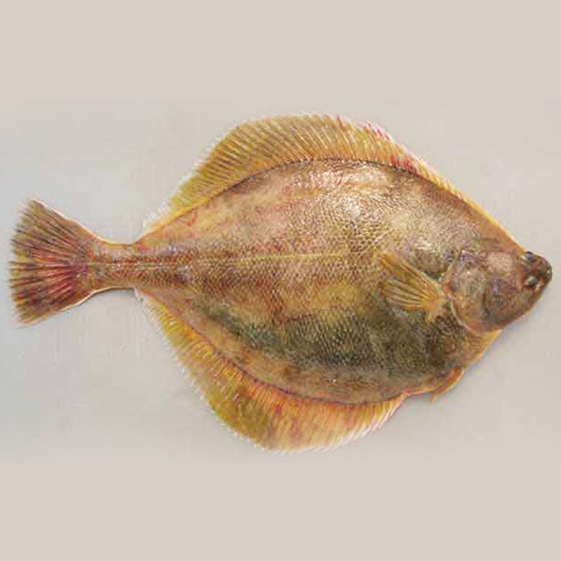 雙線魚多少錢