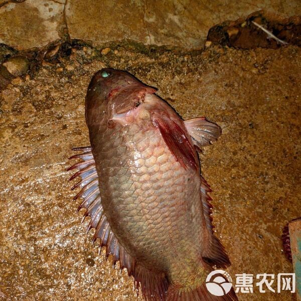雙線魚多少錢