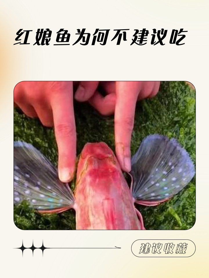紅娘魚為何要少吃
