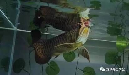 新入缸的龍魚幾天開口吃食？（新入缸的龍魚多久開口吃食）