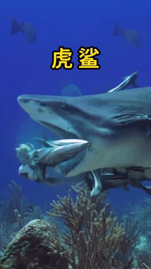虎鯊圖片