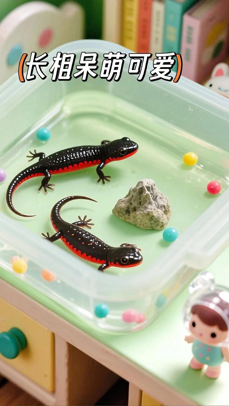 哪些材質的玩具更適合小火龍魚？