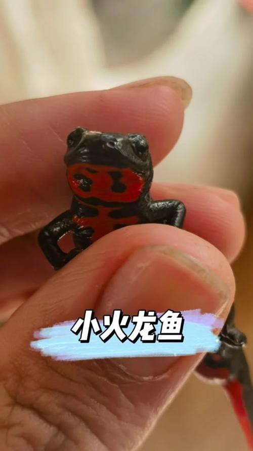 哪些材質(zhì)的玩具更適合小火龍魚？