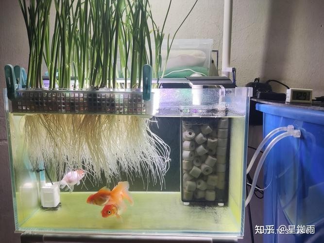 龍魚缸可以放熟普洱茶嗎圖片大全大圖 龍魚缸可以放熟普洱茶嗎圖片大全大圖 龍魚百科 第38張