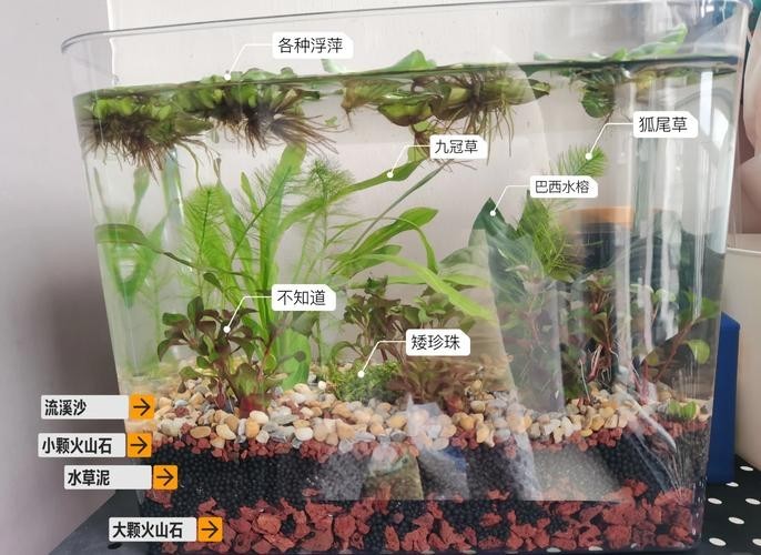 龍魚缸可以放熟普洱茶嗎圖片大全大圖 龍魚缸可以放熟普洱茶嗎圖片大全大圖 龍魚百科 第28張