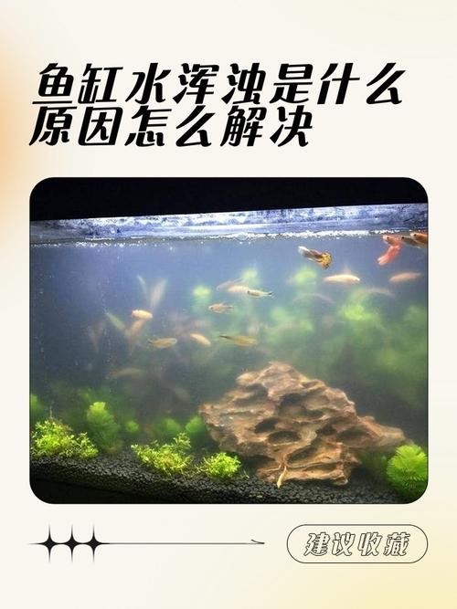 龍魚缸可以放熟普洱茶嗎圖片大全大圖 龍魚缸可以放熟普洱茶嗎圖片大全大圖 龍魚百科 第36張
