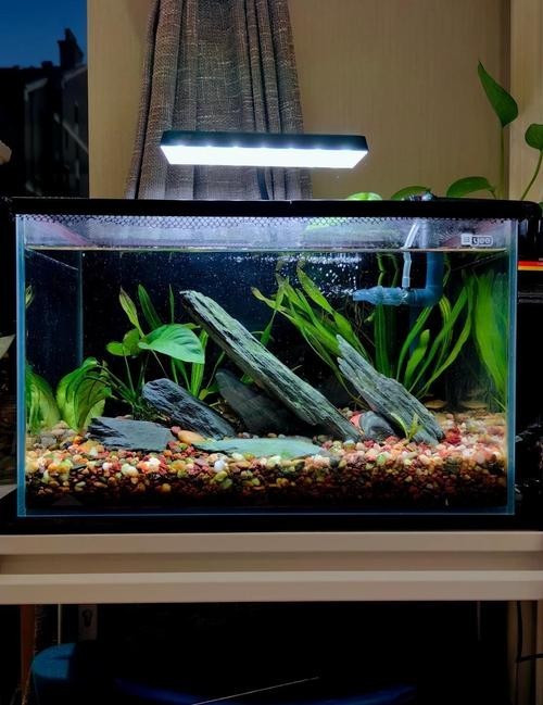 龍魚缸可以放熟普洱茶嗎圖片大全大圖 龍魚缸可以放熟普洱茶嗎圖片大全大圖 龍魚百科 第30張