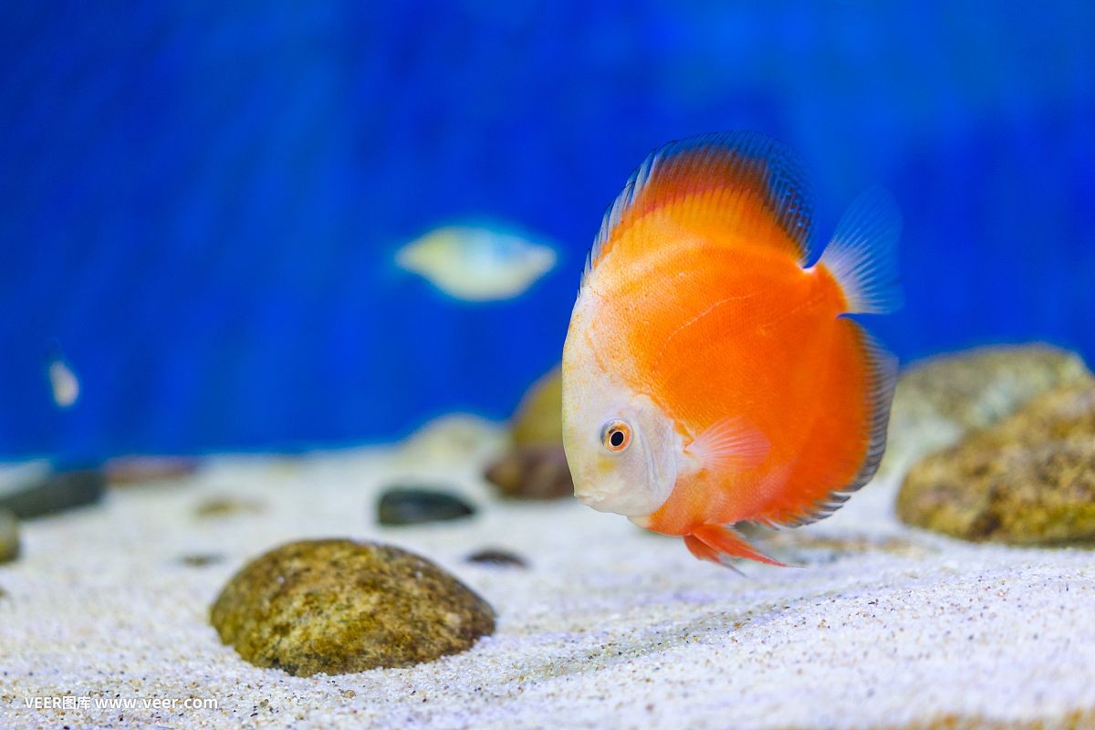 魚缸魚推薦（如何選擇適合自己的魚缸魚）
