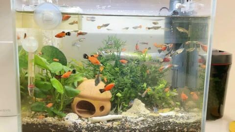 魚缸魚推薦（如何選擇適合自己的魚缸魚）