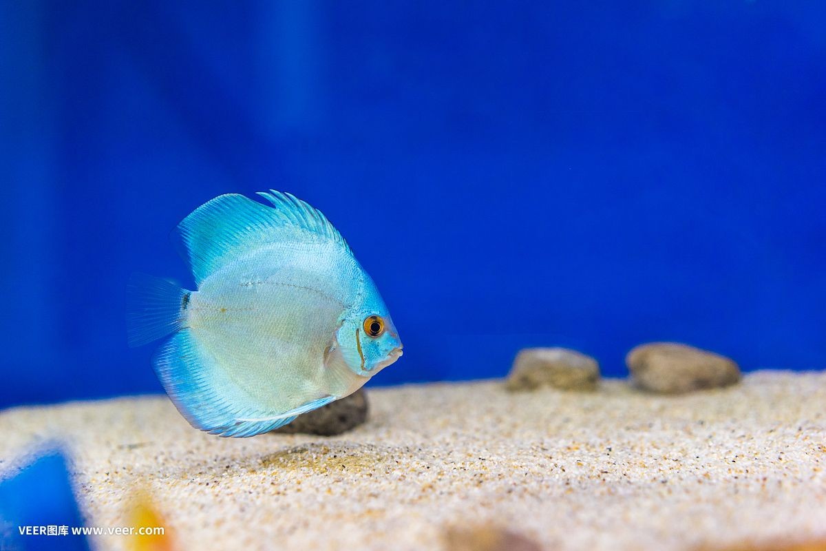 魚缸魚推薦（如何選擇適合自己的魚缸魚）