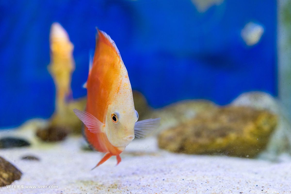 魚缸魚推薦（如何選擇適合自己的魚缸魚）