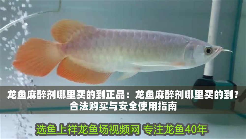 龍魚麻醉劑哪里買的到正品：龍魚麻醉劑哪里買的到？合法購(gòu)買與安全使用指南 龍魚麻醉劑哪里買的到正品：龍魚麻醉劑哪里買的到？合法購(gòu)買與安全使用指南 龍魚百科 第1張