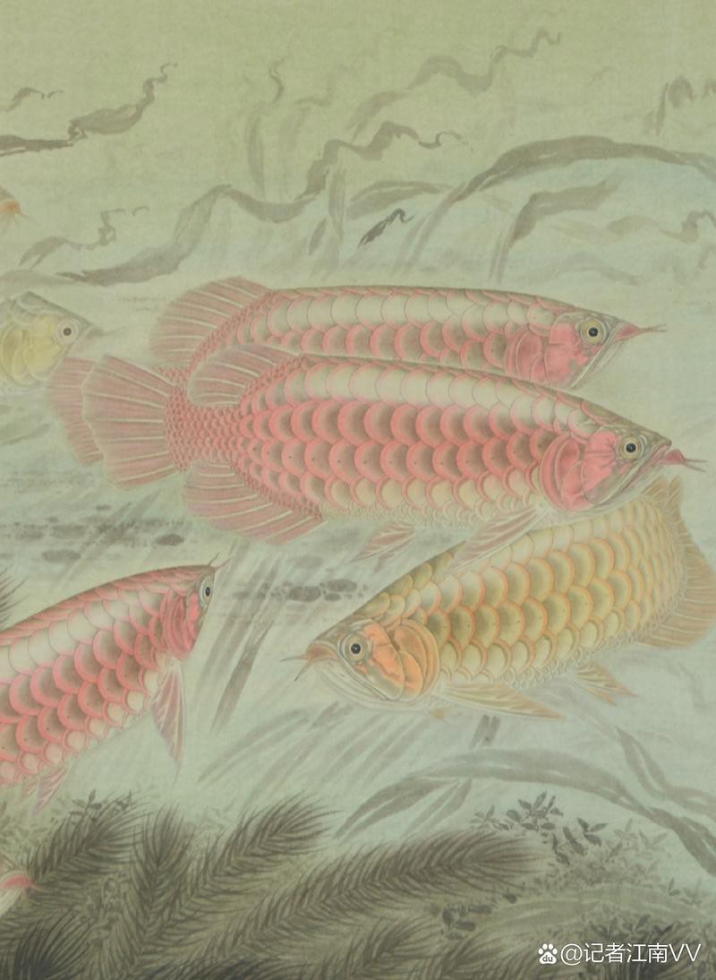 金龍魚吉祥如意卡圖片